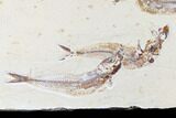 Cretaceous Fossil Fish (Scrombroclupea) Cluster - Hakel, Lebanon #173373-1